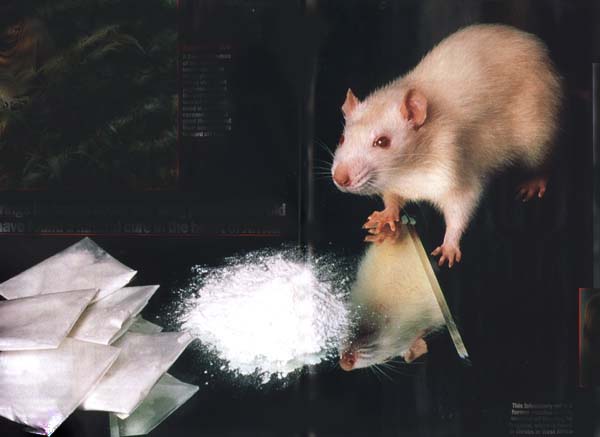 Mice On Drugs
